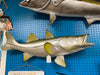 37.5" Fiberglass Replica Bass Fish Art